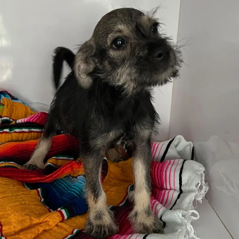 A baby small-sized male Black Yorkshire Terrier dog named Scotty for adoption in West Islip, NY