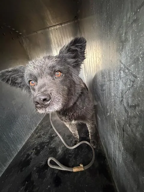An adult medium-sized female Australian Cattle Dog / Blue Heeler dog named Truffle for adoption in West Valley City, UT