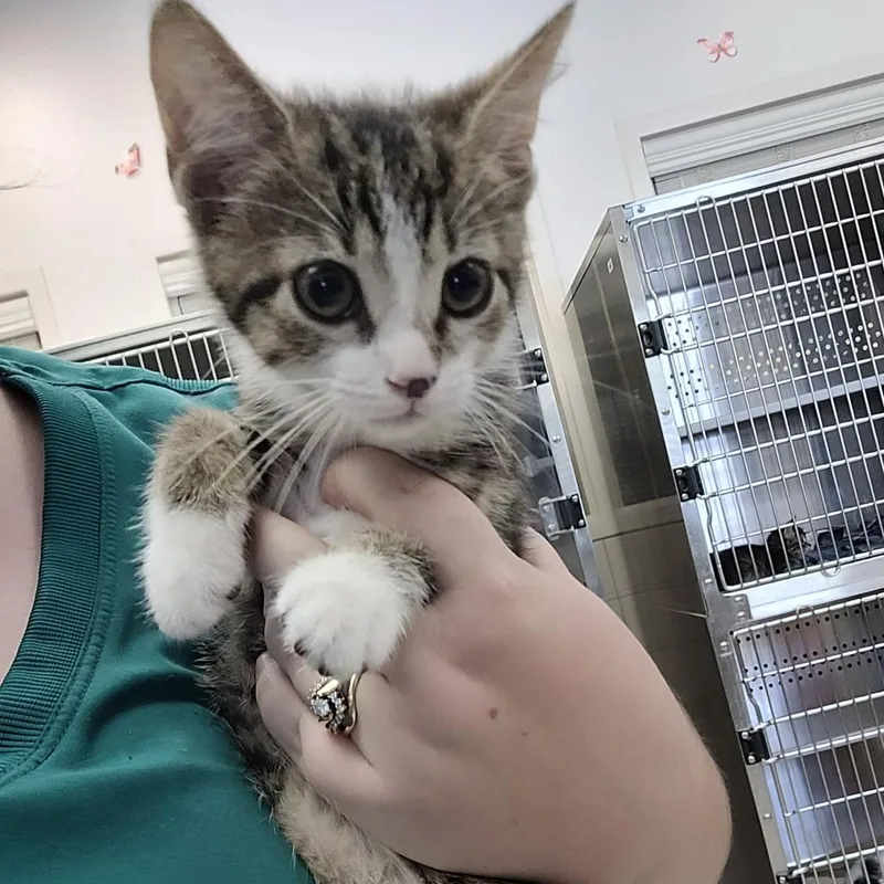 A baby small-sized female Brown / Chocolate Domestic Short Hair cat named SCFLStray_ for adoption in Lake Panasoffkee, FL
