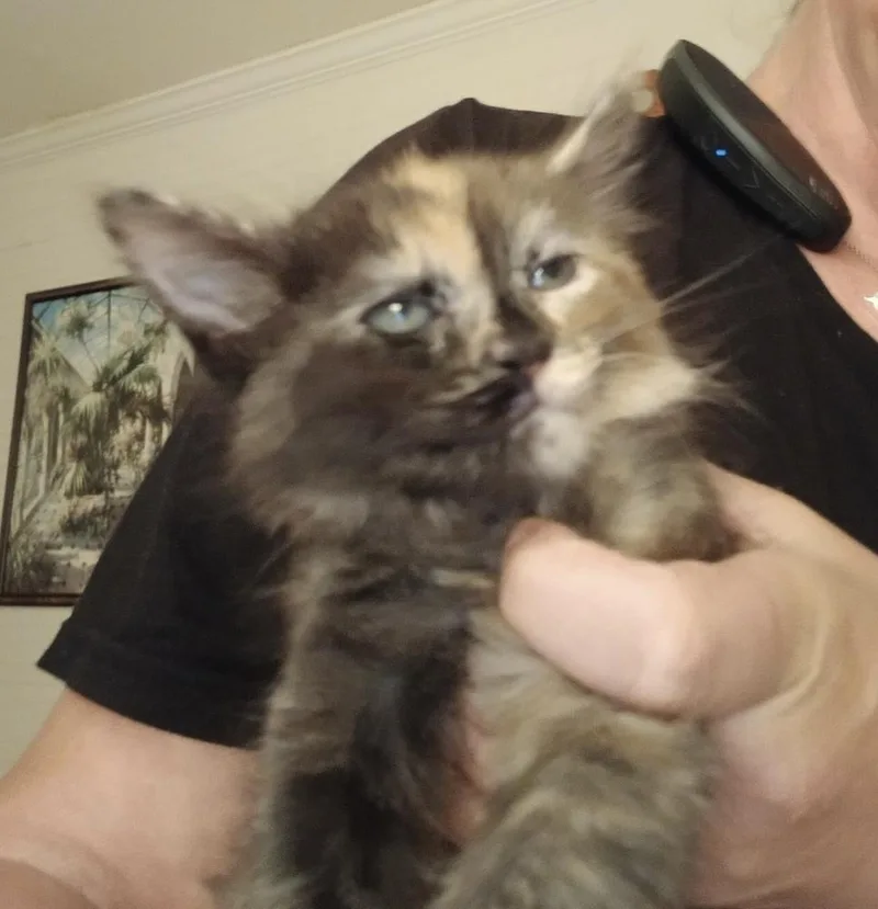 Cinnamon