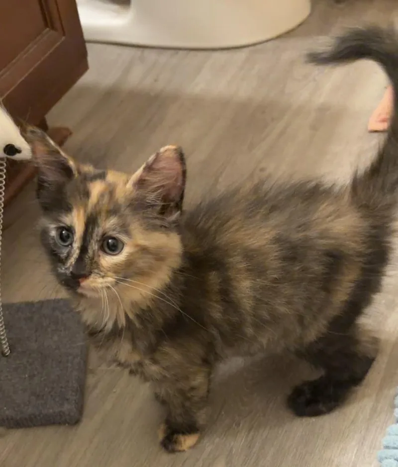 Cinnamon thumbnail 2