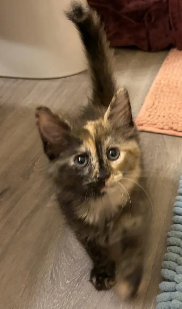 Cinnamon thumbnail 3