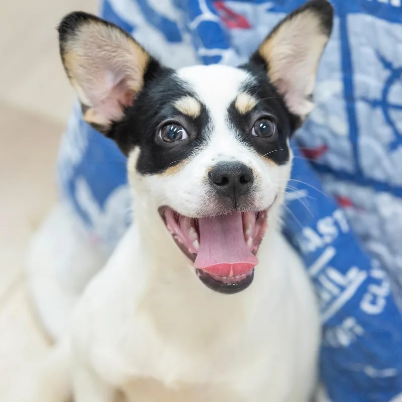 A baby small-sized female White / Cream Mixed Breed dog named Wakko for adoption in Cartersville, GA