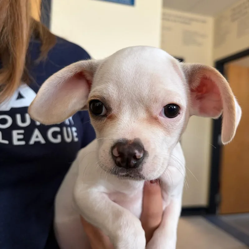 A baby small-sized male White / Cream Pug dog named Ant for adoption in Morrisville, VT