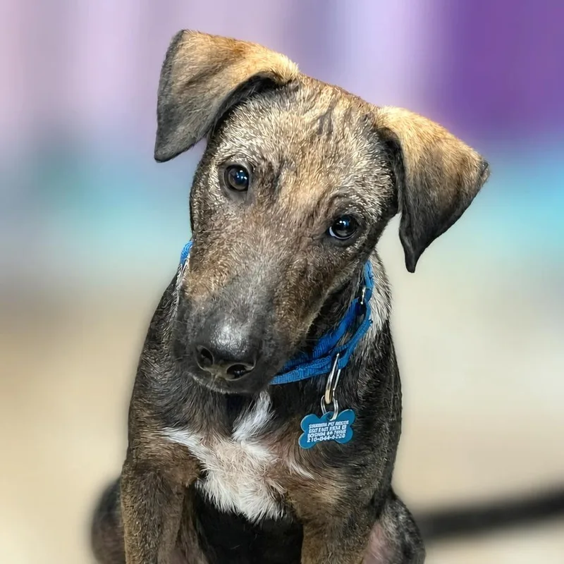 A young medium-sized male Gray / Blue / Silver Shepherd dog named Thurman for adoption in Boerne, TX