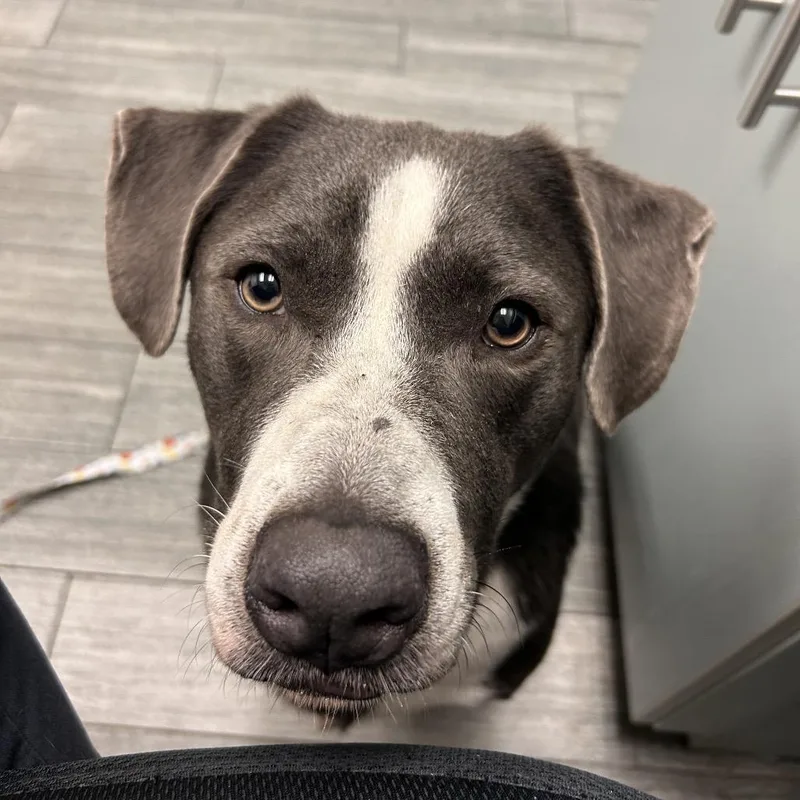 An adult medium-sized male Gray / Blue / Silver Mixed Breed dog named Lord Grey for adoption in Jacksonville, FL