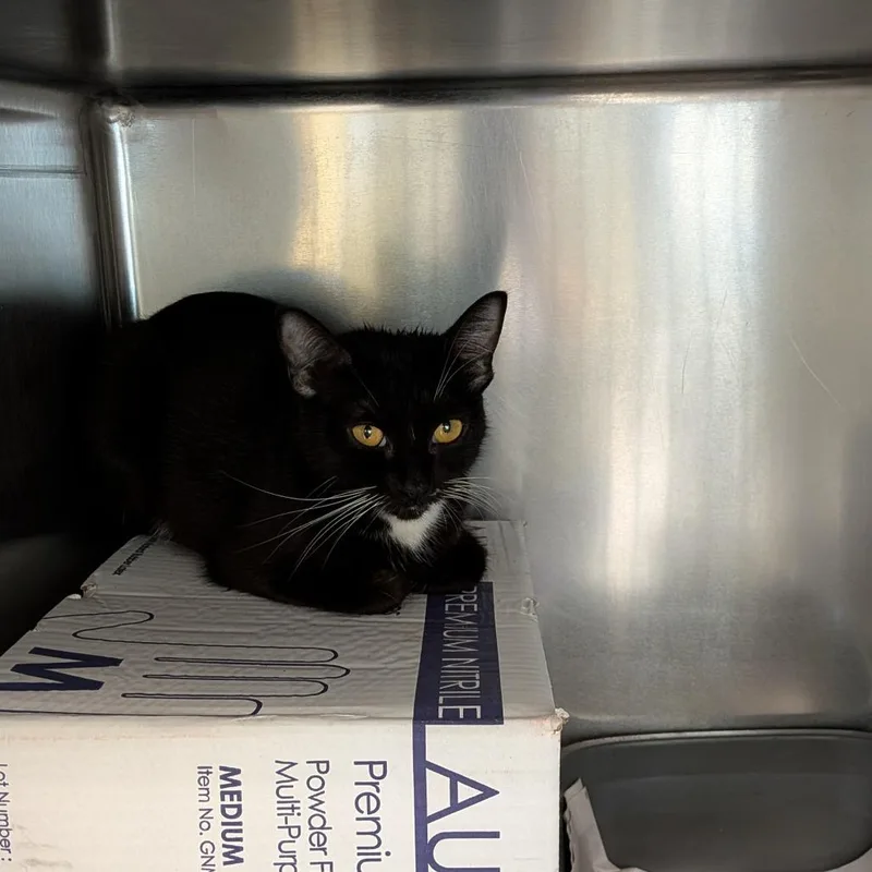 Sailor Cat Sandcastle