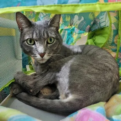 An adult small-sized male Domestic Short Hair cat named Crunch for adoption in Largo, FL
