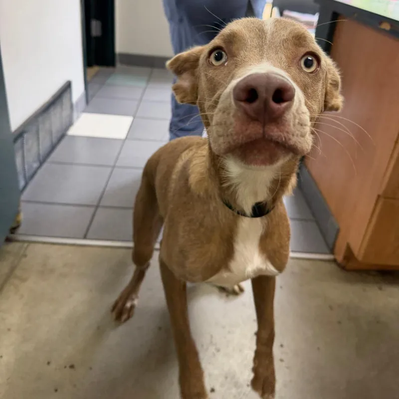 A young medium-sized male Yellow / Tan / Blond / Fawn Mixed Breed dog named Rocco for adoption in Grand Rapids, MI