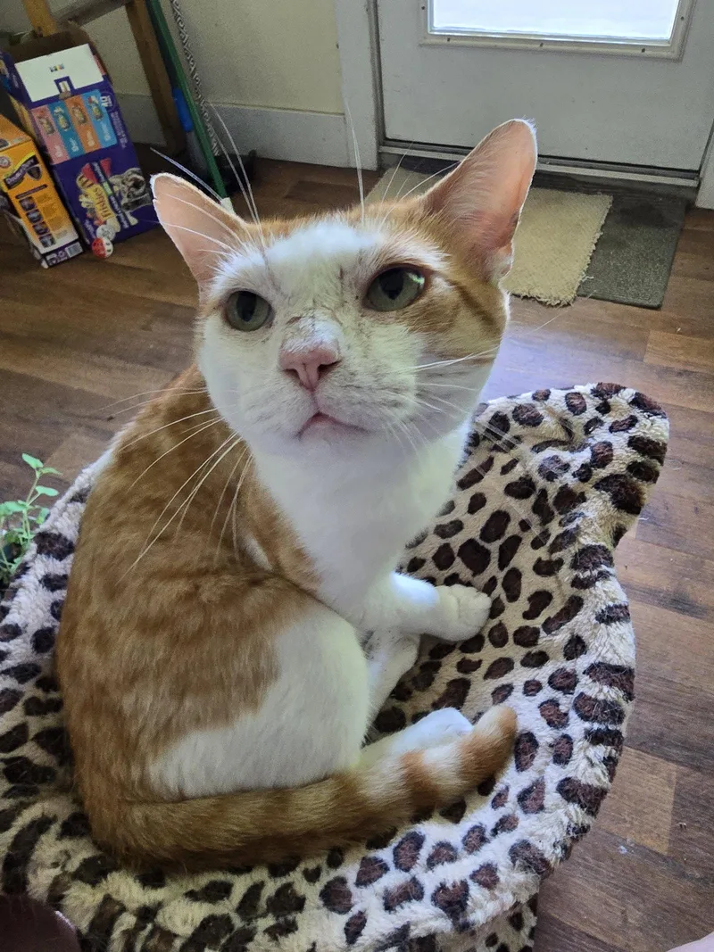 An adult medium-sized male Domestic Medium Hair cat named Daniel for adoption in Rosenberg, TX
