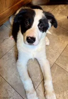 A baby large-sized male Black Mixed Breed dog named Charlie for adoption in Schaumburg, IL