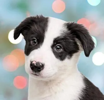 Charlie thumbnail 3