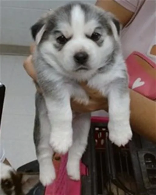 A baby small-sized female Siberian Husky dog named Dove for adoption in Oklahoma City, OK