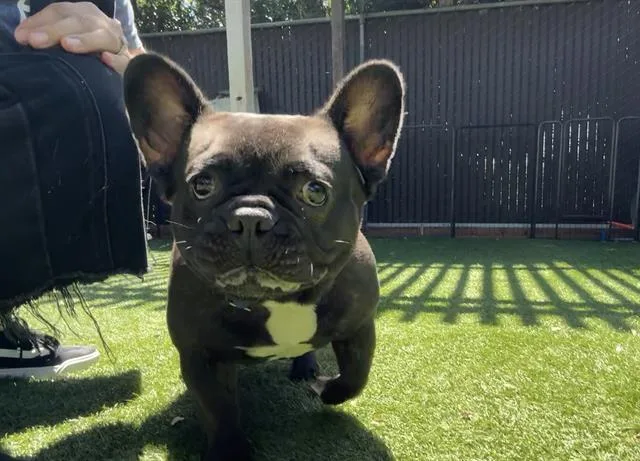 An adult medium-sized female French Bulldog dog named Violet Beauregarde for adoption in Palo Alto, CA