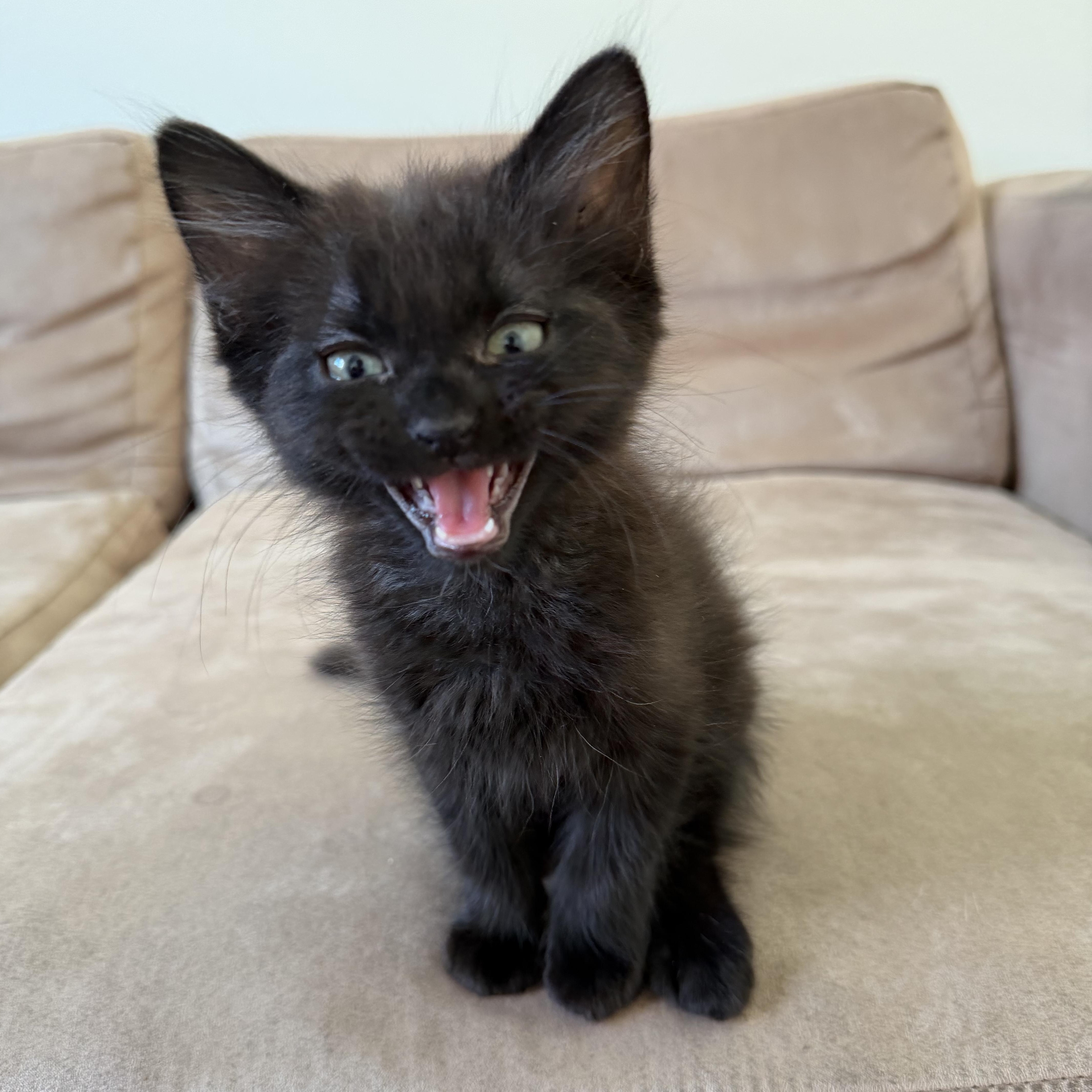 A baby medium-sized male Black Domestic Medium Hair cat named Merlot for adoption in Pacific Palisades, CA