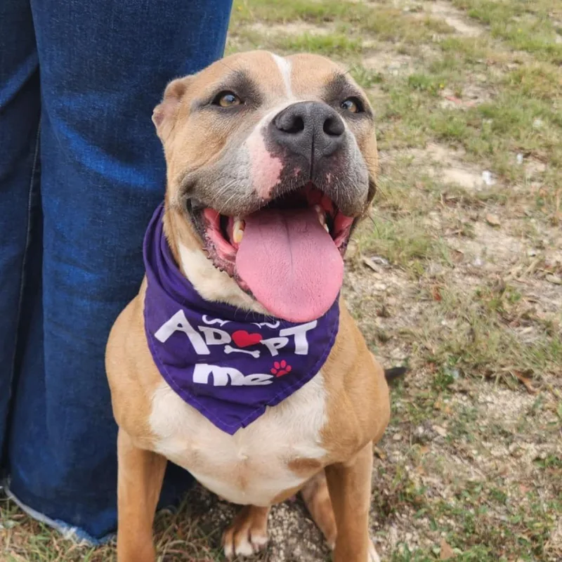 An adult medium-sized female Golden Pit Bull Terrier dog named Grace JuM for adoption in Austin, TX