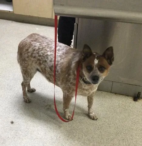 An adult medium-sized female Australian Cattle Dog / Blue Heeler dog named Daphne for adoption in Riverside, CA