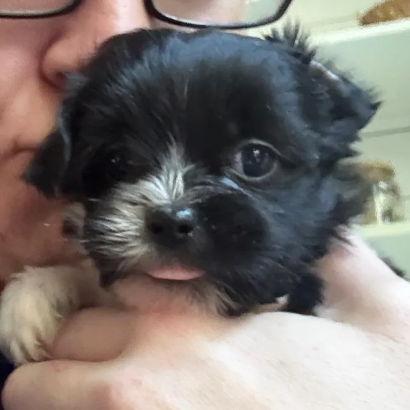 A baby small-sized male Black Shih Tzu dog named Tidbit for adoption in Bessemer, AL