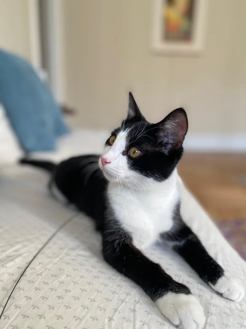A young medium-sized male Black & White / Tuxedo Domestic Short Hair cat named Keeper for adoption in Brooklyn, NY