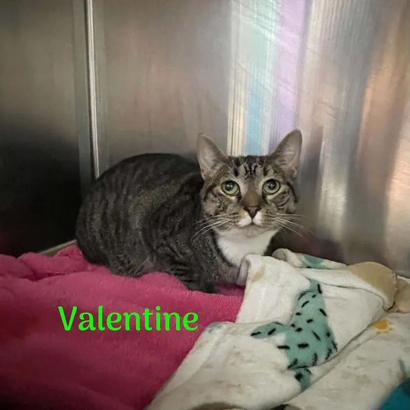 Valentine