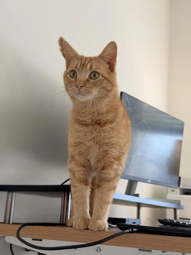 A young medium-sized male Orange & White Domestic Short Hair cat named Marvin for adoption in Belmont, NC