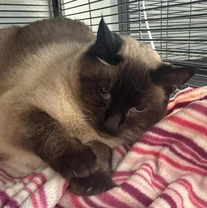 An adult small-sized female Domestic Short Hair cat named Harp Seal for adoption in Pendleton, OR