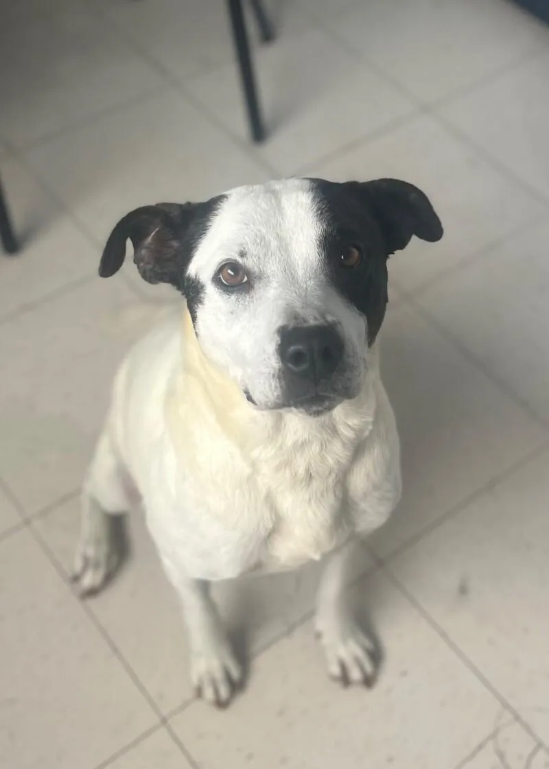An adult large-sized female Pit Bull Terrier dog named Moonshine for adoption in Roanoke, VA