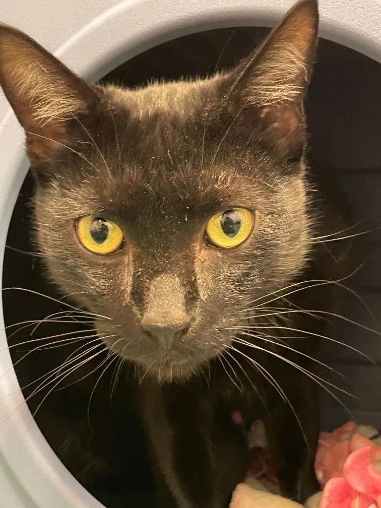 A baby medium-sized male Domestic Short Hair cat named Beanie for adoption in Eastsound, WA