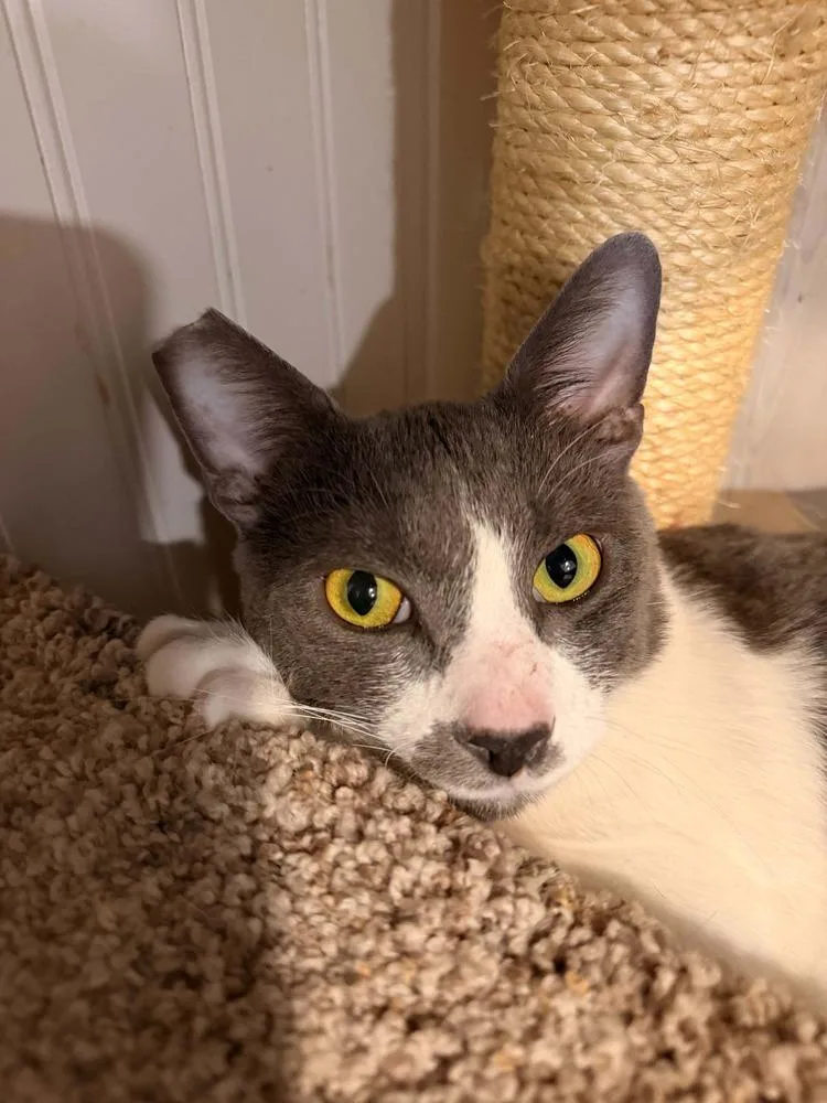 An adult large-sized male Gray & White Domestic Short Hair cat named Mayhem from Allstate for adoption in Vancouver, WA