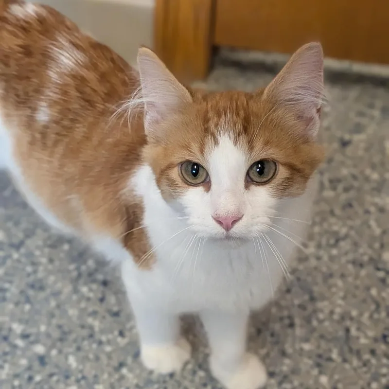 A baby small-sized male Orange / Red Domestic Long Hair cat named Poseidon for adoption in Prairie du Chien, WI