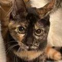 A young small-sized female Tortoiseshell Domestic Short Hair cat named Tooter Shelby for adoption in Lake Jackson, TX