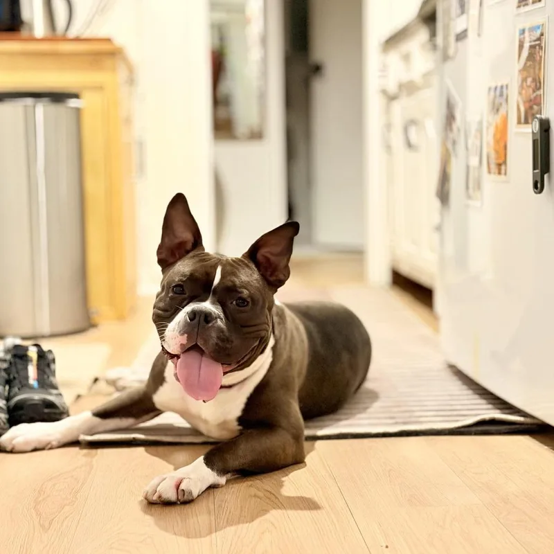 An adult medium-sized female Brown / Chocolate American Staffordshire Terrier dog named Pinkie for adoption in Long Island City, NY