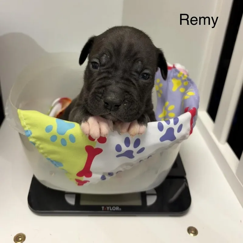 Remy thumbnail 2