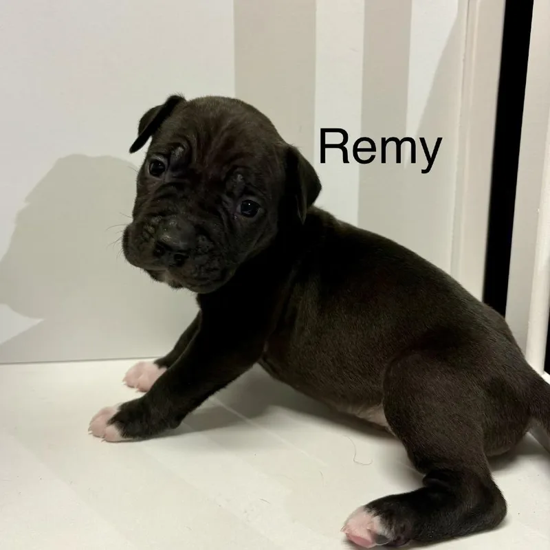 Remy thumbnail 3