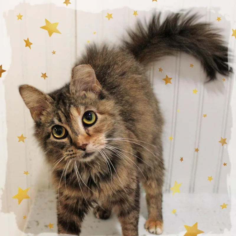 A young medium-sized female Black Tabby cat named Patches for adoption in Amelia, OH