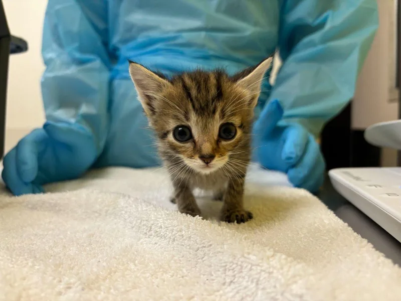A baby small-sized male Tabby (Brown / Chocolate) Domestic Short Hair cat named Honky Tonk for adoption in Raleigh, NC