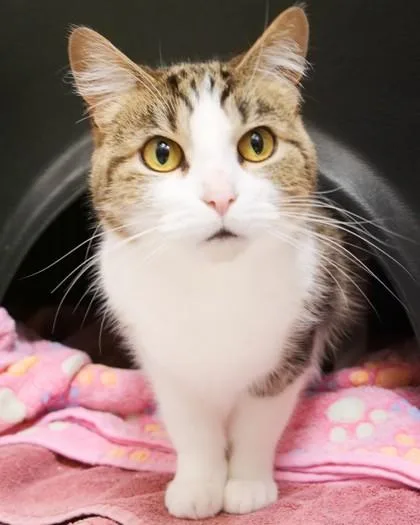 An adult medium-sized female Domestic Short Hair cat named Lady for adoption in Fishers, IN