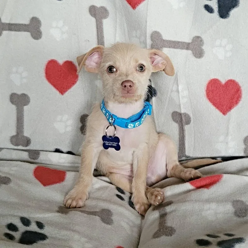 A baby small-sized male Chihuahua dog named Finley for adoption in Mesa, AZ