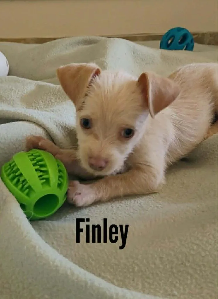 Finley thumbnail 2