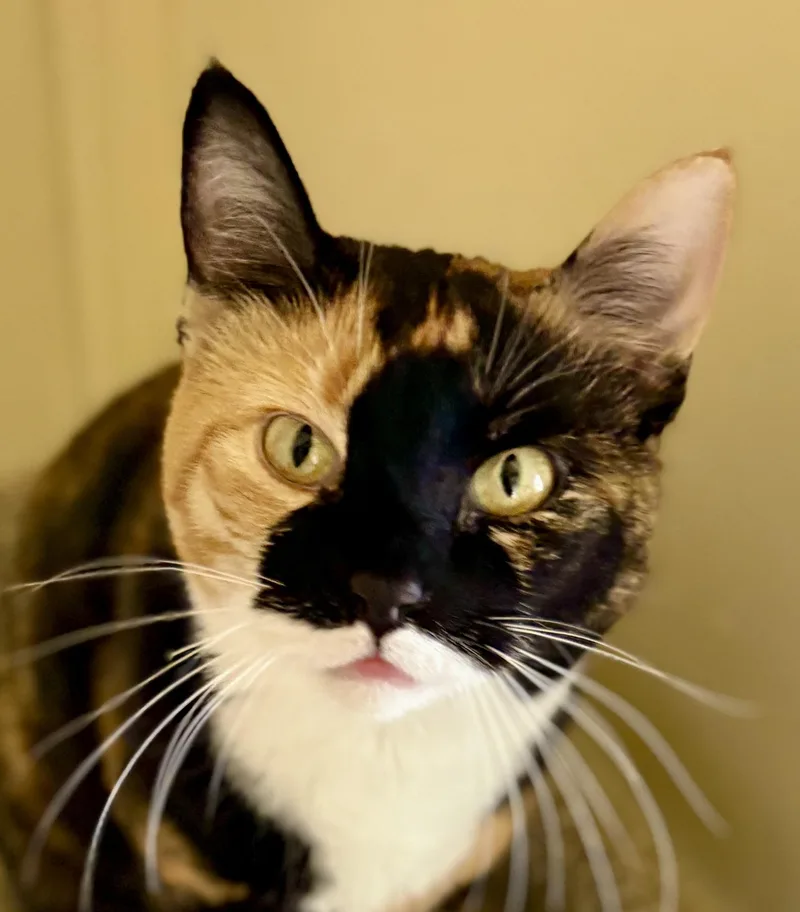 An adult medium-sized female Calico cat named Rainey & Atticus for adoption in Prescott, AZ