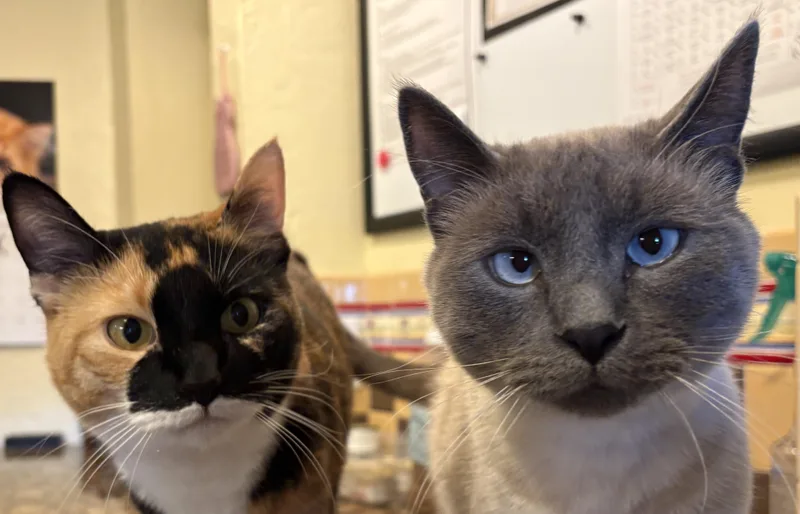 Rainey & Atticus thumbnail 4