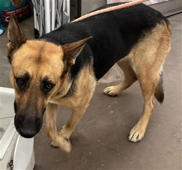 An adult large-sized female German Shepherd Dog dog named Shayla for adoption in Dallas, TX