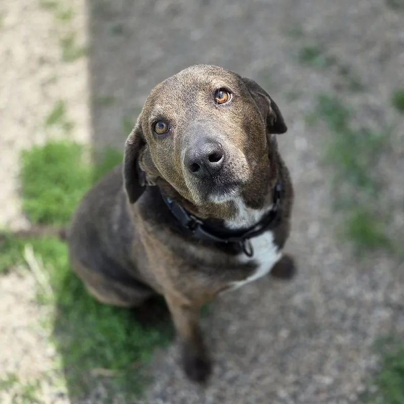 A senior large-sized male Brown / Chocolate Labrador Retriever dog named Roscoe for adoption in Brookings, SD