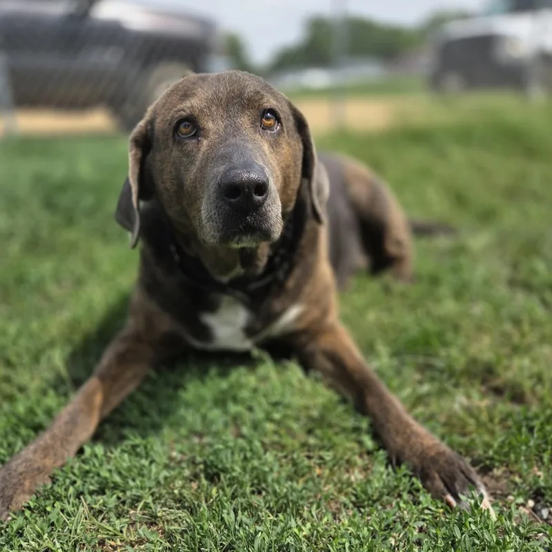 Roscoe thumbnail 2