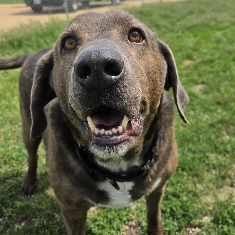 Roscoe thumbnail 3