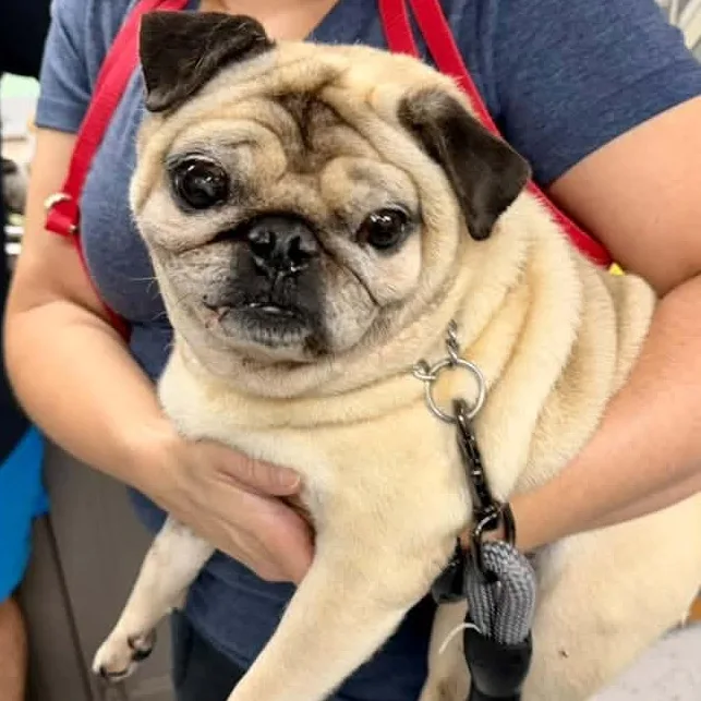 A senior small-sized male Pug dog named Mr. Money for adoption in Racine, WI