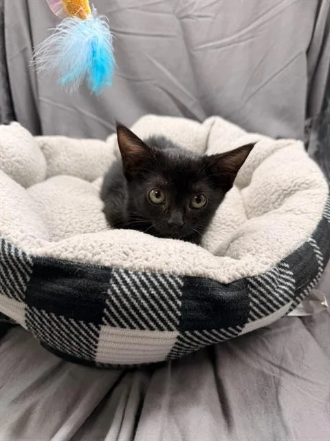An adult small-sized female Domestic Short Hair cat named Peaches for adoption in Appling, GA