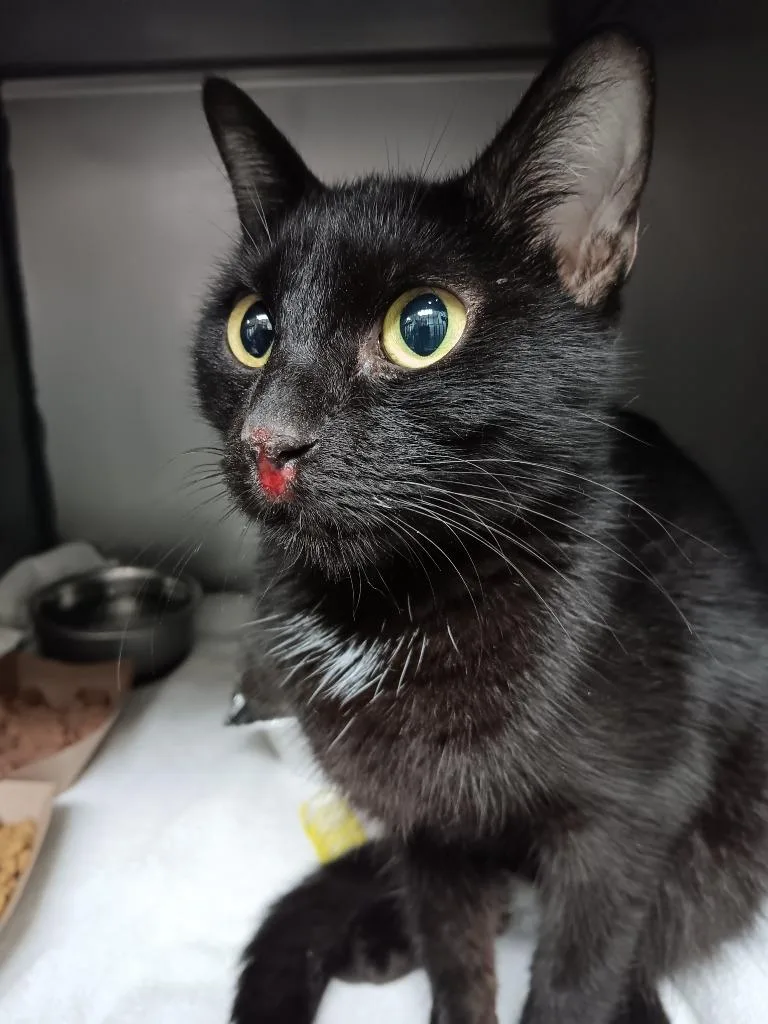 A baby small-sized female Domestic Short Hair cat named Lil Smoky for adoption in New Braunfels, TX