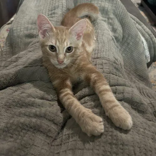 A young small-sized male Domestic Short Hair cat named Titus for adoption in Gaithersburg, MD