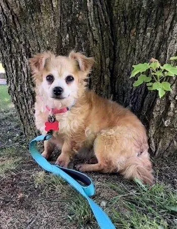 An adult small-sized female Yellow / Tan / Blond / Fawn Pomeranian dog named Trixie for adoption in Bedford Hills, NY
